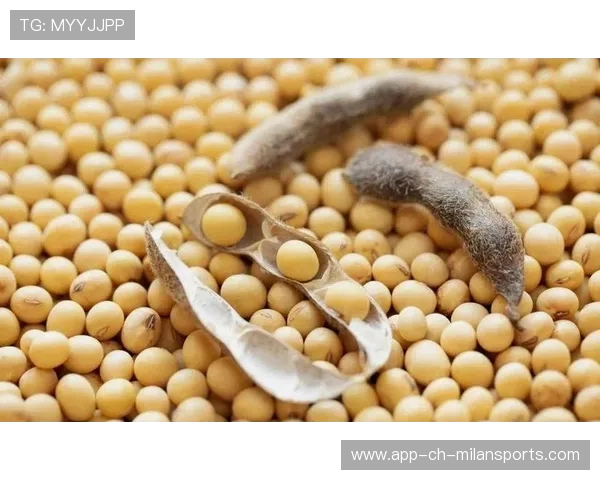 美国大豆出口受挫,中国暂停采购4个月,美国大豆还能不能进口到中国 美国大豆出口受挫,中国暂停采购4个月,美国大豆还能不能进口到中国